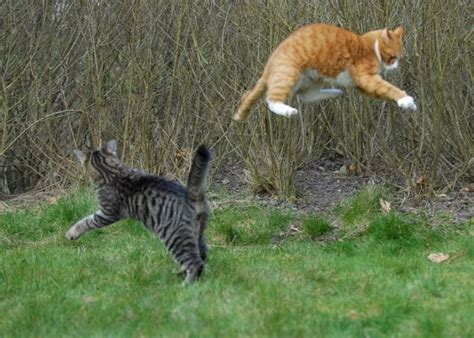 14 Awesome Pictures of Cats Jumping