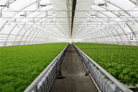 Guide to Starting Greenhouse Farming with Shade Nets