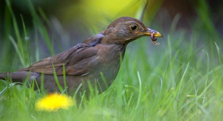 The predators and prey living in your garden | Berks Bucks & Oxon Wildlife Trust