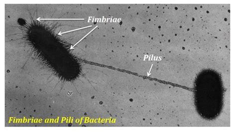 Difference between Pili and Fimbriae | EasyBiologyClass