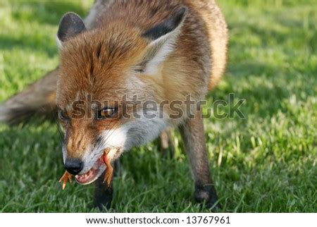 Fox Eating Chicken Stock Photo 13767961 : Shutterstock