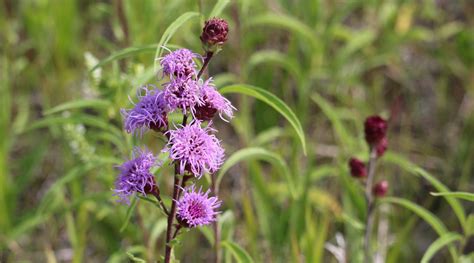 9 Varieties of Blazing Star for Your Native Garden