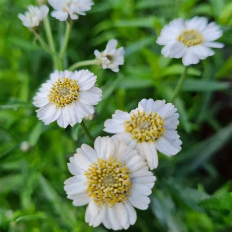 Achillea ptarmica 'The Pearl'