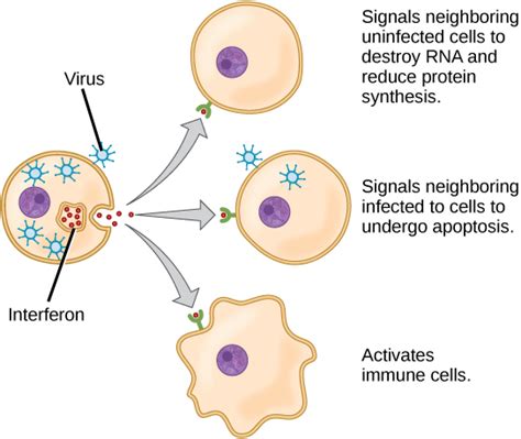 23.1. Innate Immune Response – Concepts of Biology-1st Canadian Edition