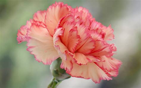 Wallpaper Carnation flower, pink petals 1920x1200 HD Picture, Image