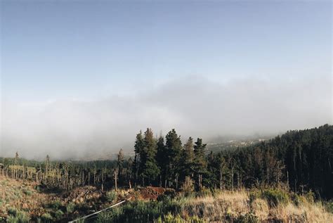 forest, sky, grass Wallpaper, HD Nature 4K Wallpapers, Images and ...