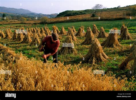 Traditional Farming Donegal Ireland Stock Photo: 3328266 - Alamy