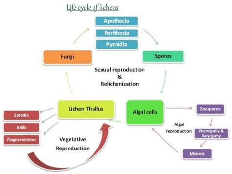 basics of Lichens