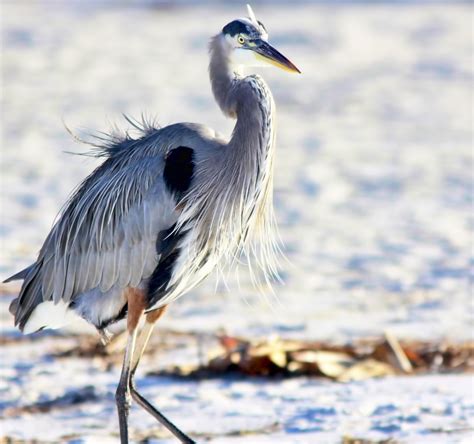 Grey...Blue Heron. The Great Blue Heron (Ardea herodias) | Flickr