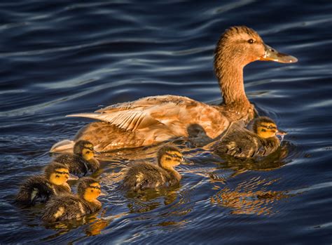 mallard ducklings swimming with their mom – Stan Schaap PHOTOGRAPHY