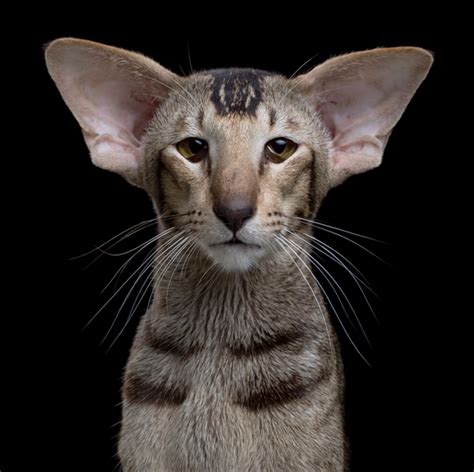 Cat Breeds Large Ears - Pets Lovers