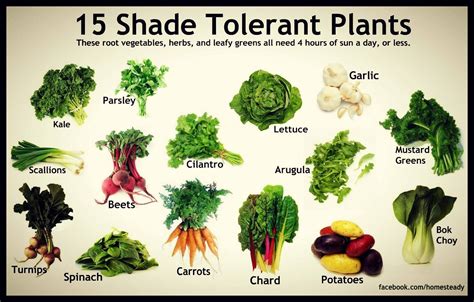 15 Shade Tolerant Plants | Shade tolerant plants, Growing vegetables, Plants