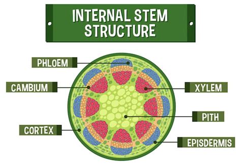 Free Vector | Internal structure of stem diagram