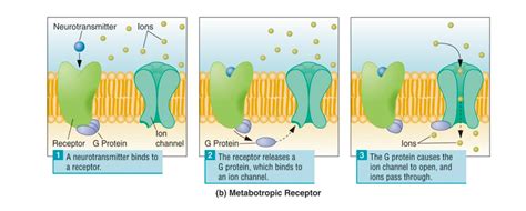 Diagram of Metabotropic receptors | Quizlet