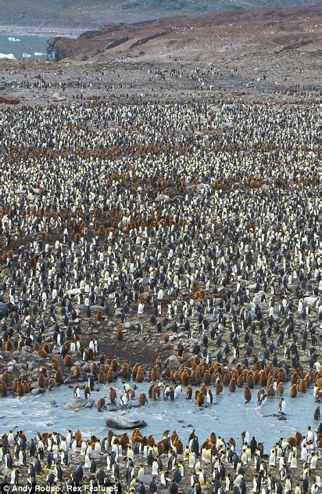 Amazing aerial photographs taken of a King Penguin colony that live in South Georgia Island ...