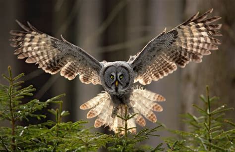 Great Gray Owl - American Bird Conservancy