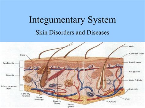 Integumentary System Skin Disorders and Diseases