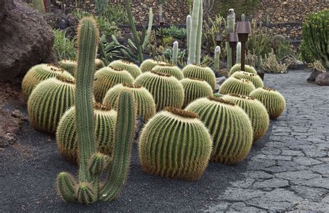 21 Best Cactus Plants to Grow in Your Garden