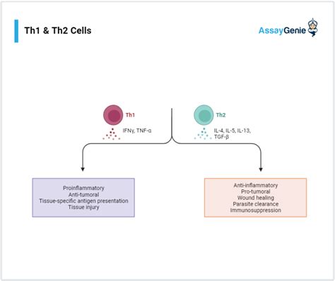 Guide to Understanding Th1 and Th2 Cells - Assay Genie