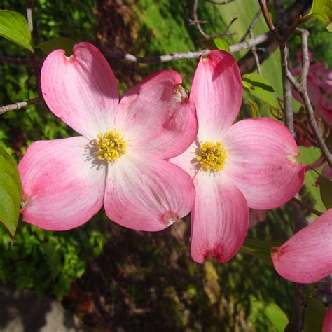 Red Dogwood Trees for Sale | BrighterBlooms.com