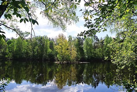 Online crop | HD wallpaper: forest, lake, waldsee, nature, water, landscape, trees, reflection ...