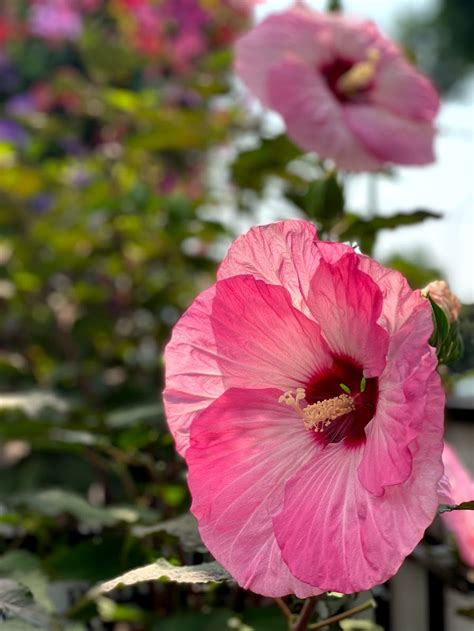 Perennial Hibiscus Care Tips - Sargent's Nursery