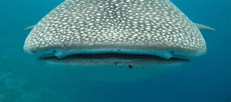 whale-shark-mouth - Academy Bay Diving