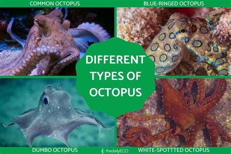 18 Different Types of Octopus Species - With Photos