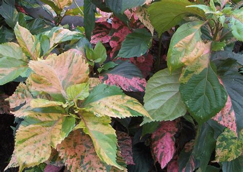 Copperleaf (Acalypha wilkesiana 'Macafeana') - Buy it Now! | Landscaping plants, Plants ...