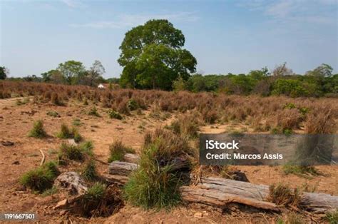 Drought And Deforestation In The Brazilian Cerrado Stock Photo - Download Image Now - Amazon ...