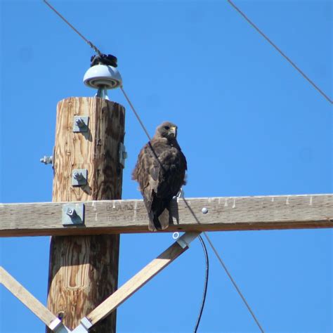 Swainson's Hawk from Canyon County, ID, USA on September 4, 2023 at 03:49 PM by jamesjarrett00 ...