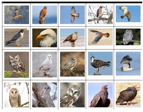 Wisconsin's Birds of prey Quiz