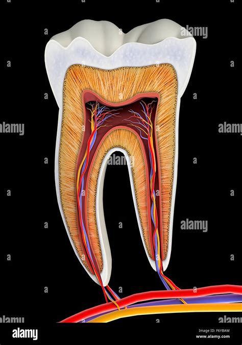 Molar Tooth Anatomy