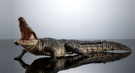 Bandai Ikimono Encyclopedia Ultimate Nile Crocodile Model Kit Is Realism Like You Never Seen ...