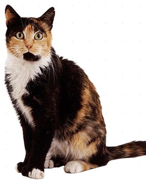 The Genetics of Tortoiseshell and Calico Cats