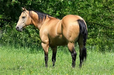 a brown horse standing on top of a lush green field next to trees and grass