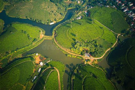 Aerial Image Of Tea Plantation Stock Photo - Image of farming, industry ...