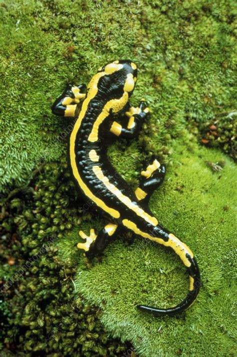 Fire salamander - Stock Image - Z700/0251 - Science Photo Library