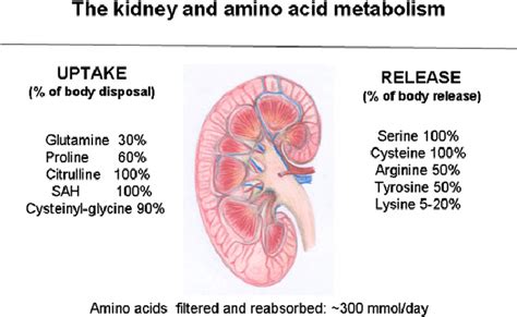 The role played by the human kidney in the homeostasis of body amino ...