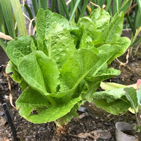 How to Plant & Grow Romaine Lettuce | Romaine lettuce growing, Planting lettuce, Companion planting