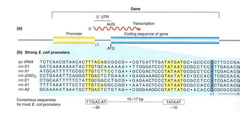 Transcription initiation site