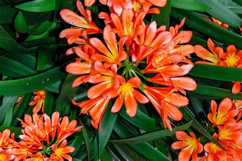 How to Grow and Care for Fire Lily