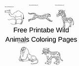 Free Printable Wild Animals coloring Pages sketch template
