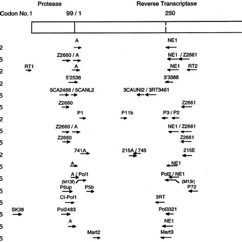 PCR primers used by participating laboratories. Position and name of ...