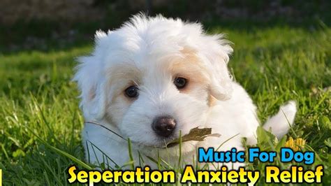 Dog's Music for Deep Relaxation 🎵🎶 Pet Lullaby to Relax Pup, Reduce ...