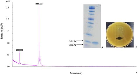 Molecular weight and purity determination by Tris-Tricine-SDS-PAGE gel ...