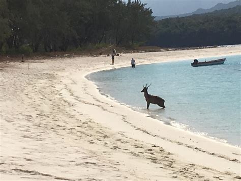 Dry Spell is Killing Wildlife in Timor’s Far East | TATOLI Agência Noticiosa de Timor-Leste