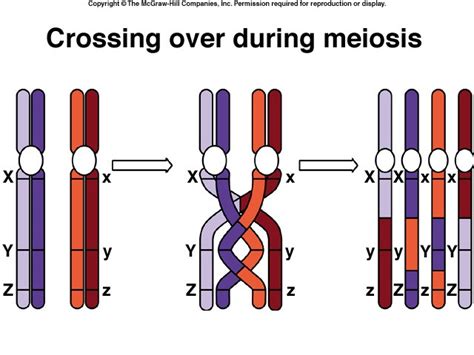 Chapter 10 : meiosis - BORZUYA UNIVERSITY