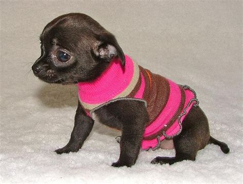 Applehead chihuahua puppies, Chihuahua puppies, Chihuahua applehead