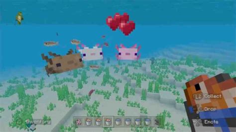 Minecraft Axolotl: How to Tame, Breed, and Summon Minecraft Axolotl - BrightChamps Blog